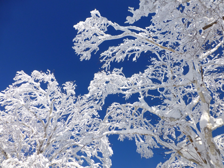 Piyashiri的森林 滑雪野营