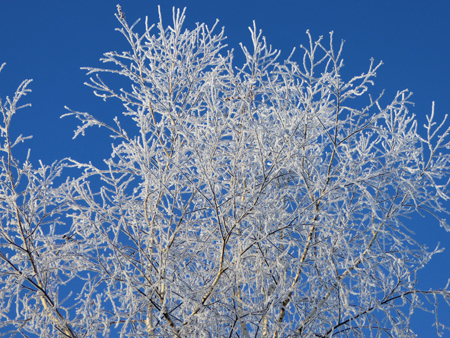 Piyashiri的森林 滑雪野营