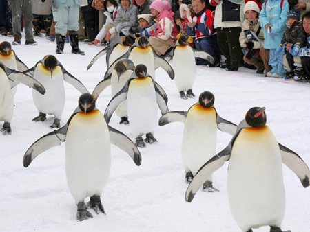 Asahiyama Zoo and horseback riding experience