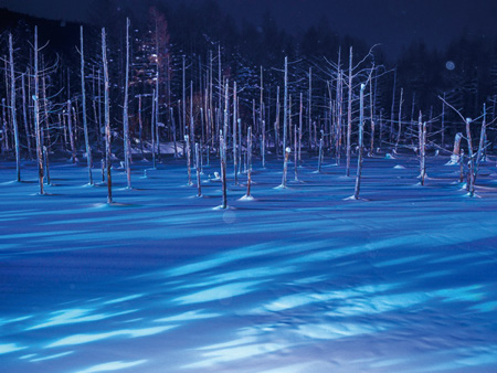 Asahiyama Zoo in winter and Light-up Blue Pond & Shirahige Waterfalls