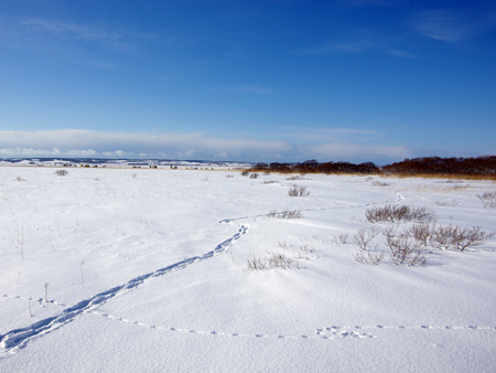 One-day tour route which lets you feel the vast wilderness in Cape Soya and suburbs of Wakkanai